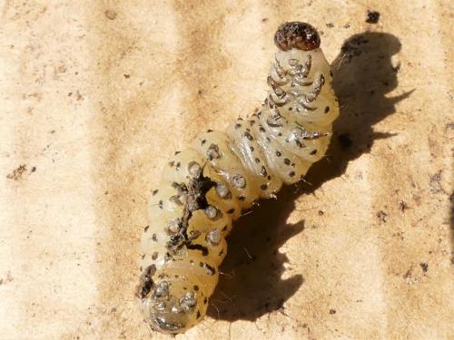 Réf. 279 462 : Apamea sp.